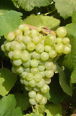 西班牙有機 100% 白葡萄汁 Cal Valls Organic 100% White Grape Juice (1L)