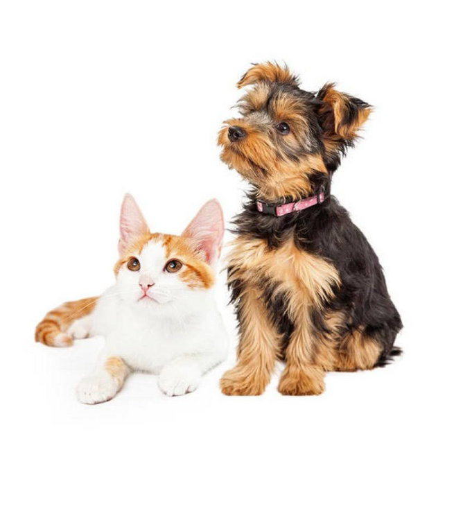 寵物補充品及用品 Pet Supplements and Necessities