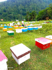 喜馬拉雅山蕎麥花蜜 Himalayan Buckwheat Honey (225g)